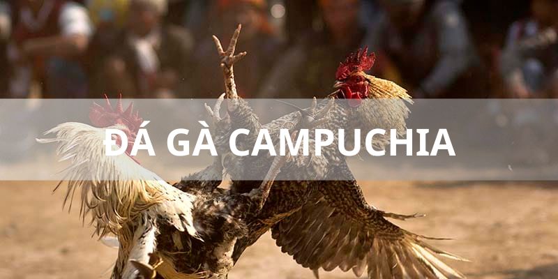 Đá Gà New88 - Tuyển Chọn Những Chiến Kê Đẳng Cấp Nhất - VIXODU