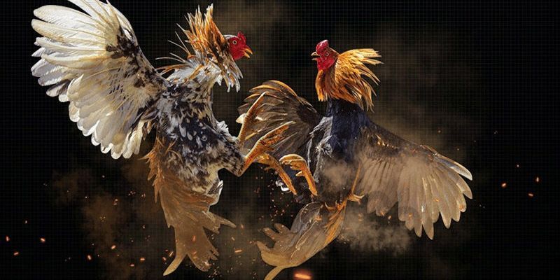 Đá Gà New88 - Tuyển Chọn Những Chiến Kê Đẳng Cấp Nhất - VIXODU